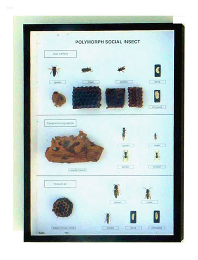 sociala insekter